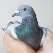 © https://avifauna.cz