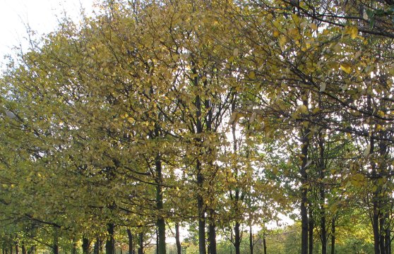 Londýn, Greenwich Millenium Park